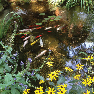 6' X 11' Small Water Garden Kit in use