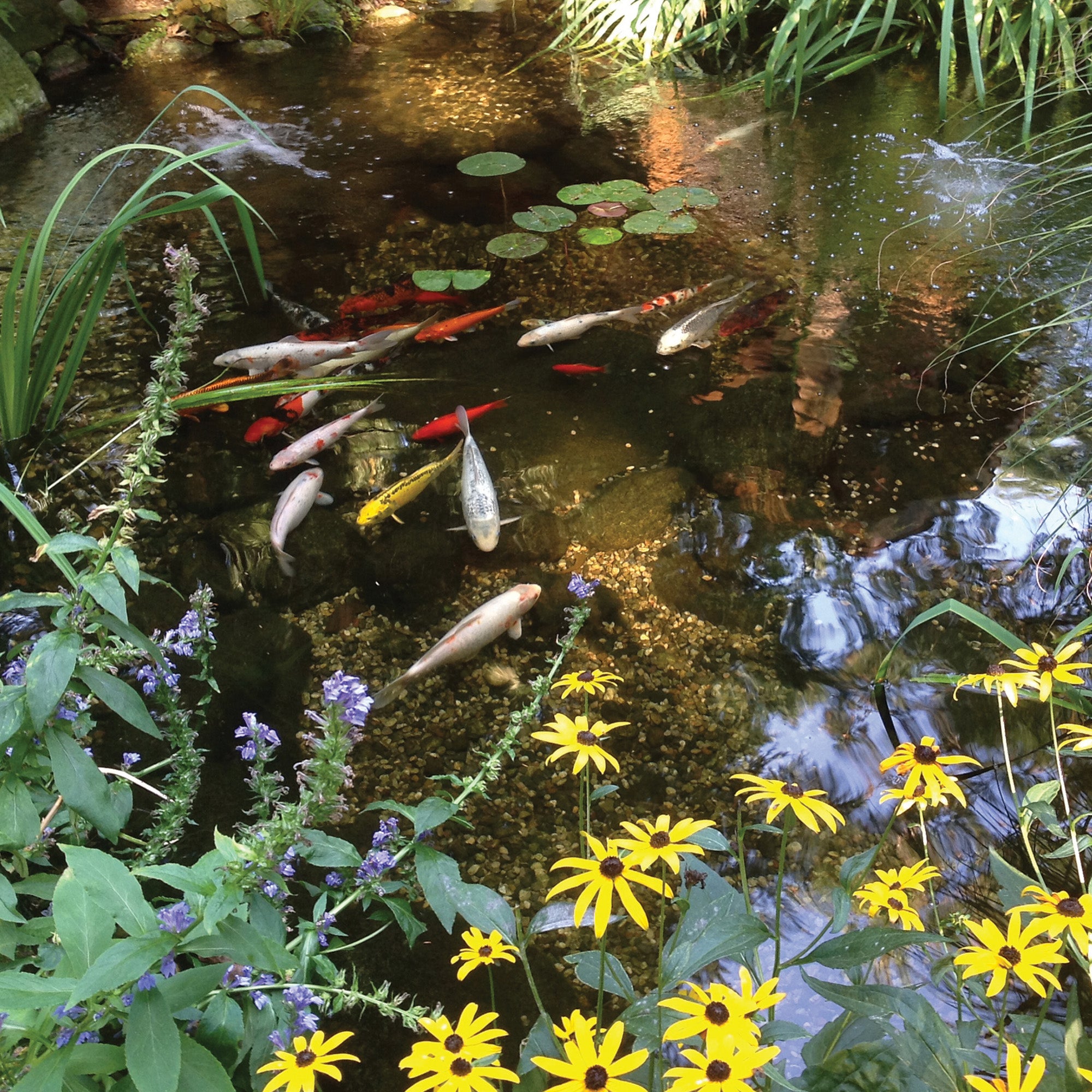 Atlantic Water Garden Kit - Thumbnail 4