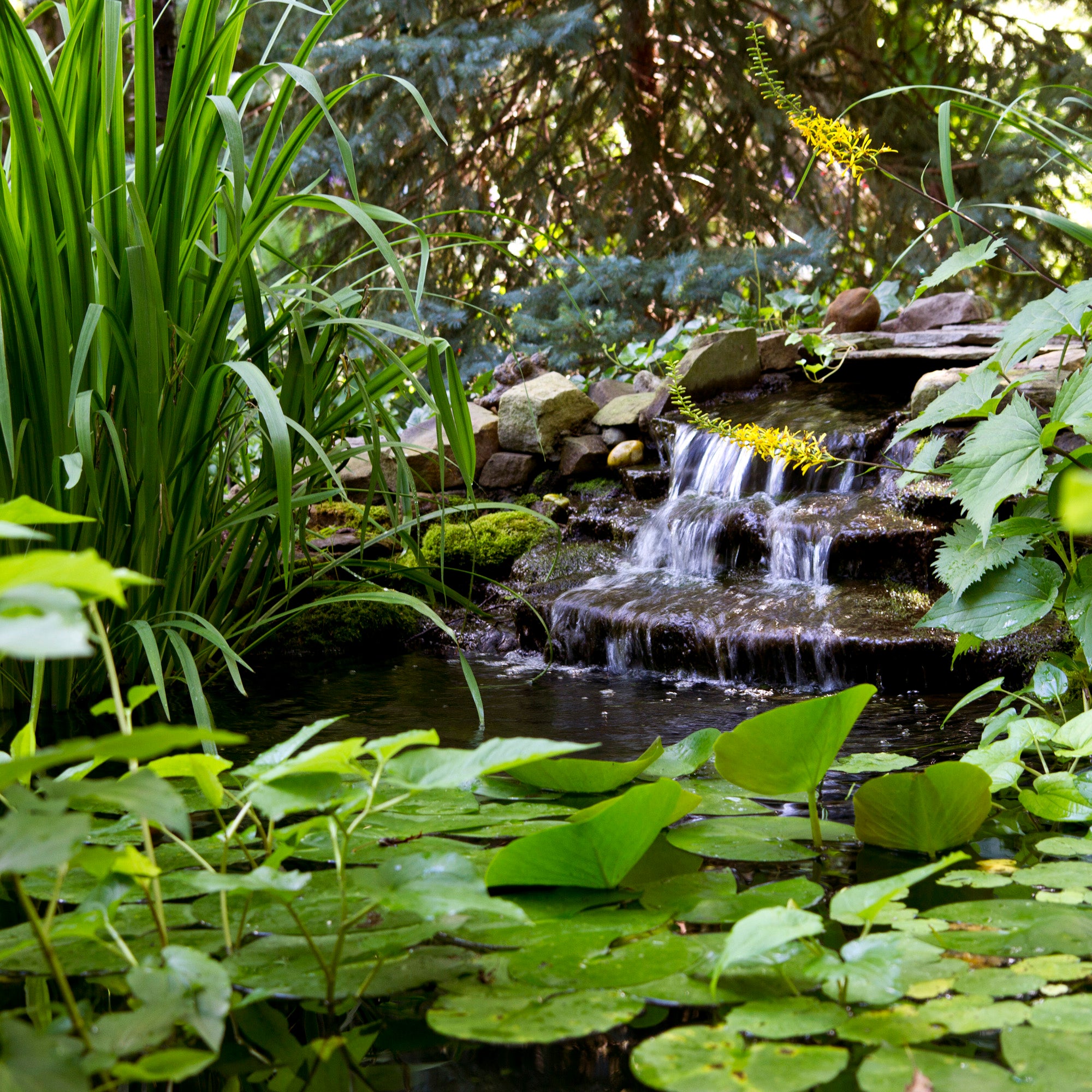Atlantic Water Garden Kit - Thumbnail 3